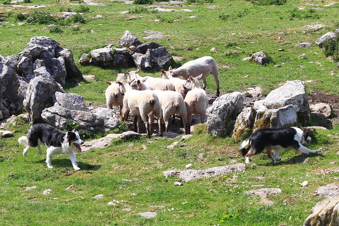 10-Day Ultimate Small-Group Tour of Ireland from Dublin - Day 6: Galway and Kylemore Abbey