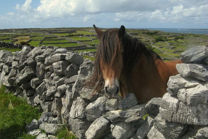 3-Day Southern Ireland Tour Including Galway and Kerry from Dublin - Day three: Killarney National Park, Killarney town, and Adare