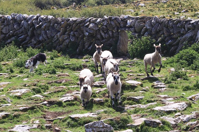 8 Day Emerald Explorer Small Group of tour of Ireland - Killarney National Park and the Gap of Dunloe