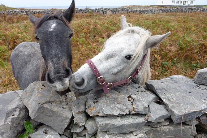 Aran Islands Scenic Flight and Galway Rail Tour from Dublin - Inis Mór by minibus, with stone walls and island stories