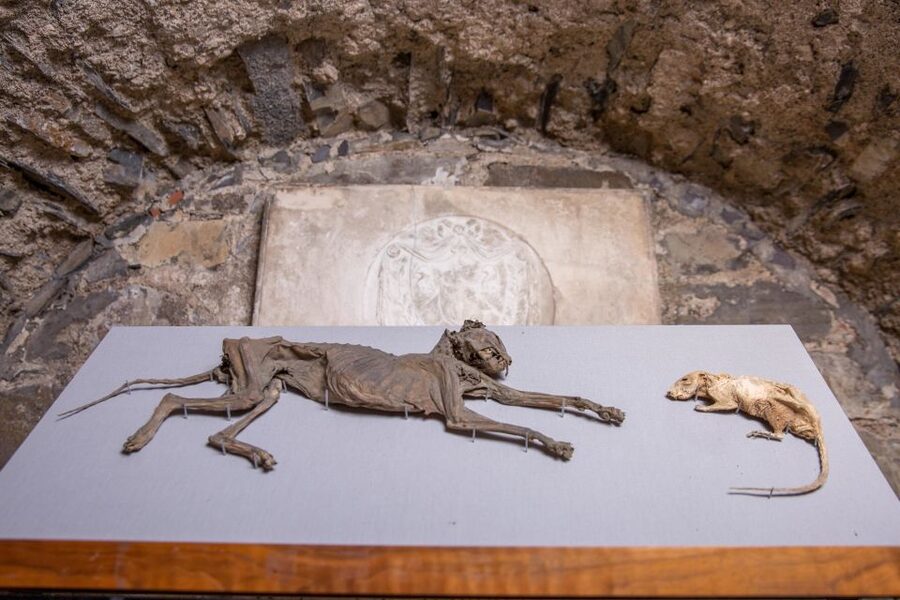 Christ Church Cathedral Entrance Ticket & Self-Guided Tour - Who should book this experience?
