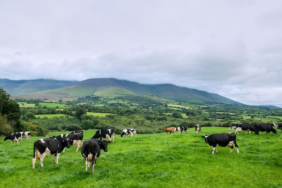 Cliffs of Moher and Blarney 2-Day Tour from Dublin - Cork offers a short taste of city life