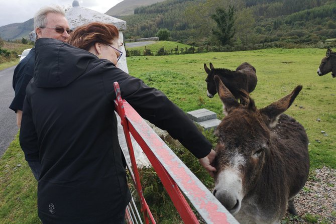 Cliffs of Moher & Galway Bay private tour or Galway city day trip - Key points to know before booking