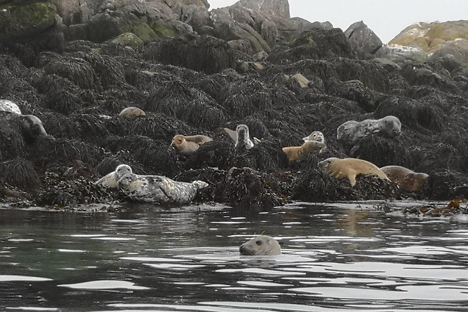 Dublin Bay Seal Kayaking Safari at Dalkey - Weather is part of the experience