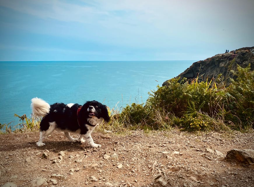 Dublin: Dublin Coastal Hike and Pints & Puppies - How much the $53 price is worth