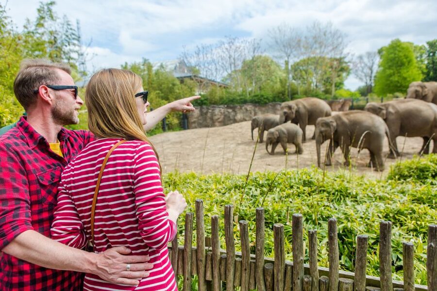 Dublin Explorer Pass: Save up to 50% on 3 to 7 Attractions - Using the pass without wasting time
