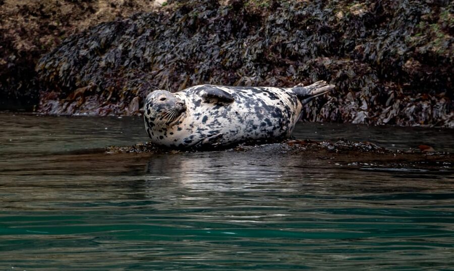 Dublin: History and Wildlife Boat Tour with Live Commentary - Why Dublin Bay is worth seeing by boat