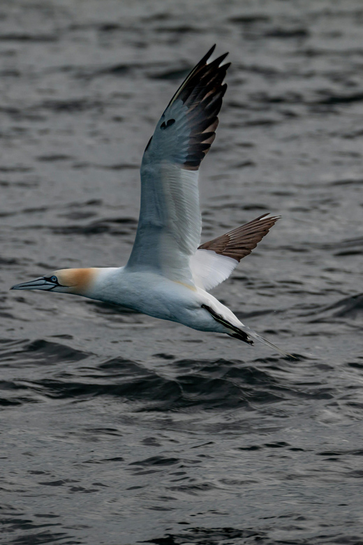 Dublin: History and Wildlife Boat Tour with Live Commentary - What the 15-minute safety briefing covers