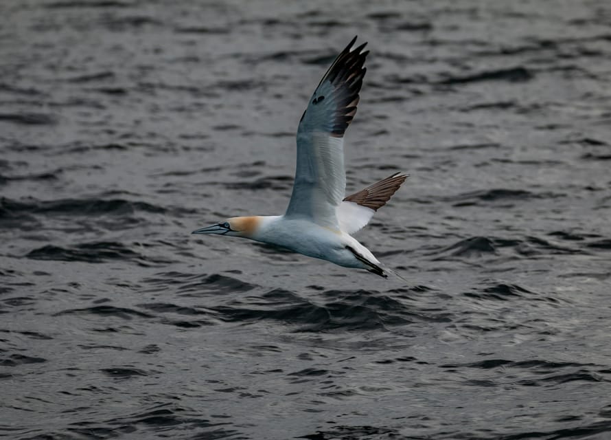 Dublin: History and Wildlife Boat Tour with Live Commentary - Mansions, legends, and the less obvious stops