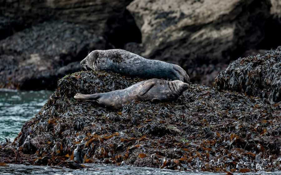 Dublin: History and Wildlife Boat Tour with Live Commentary - How the ride feels for different kinds of visitors