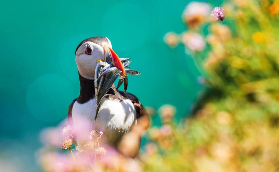 Dublin: Howth Coast and Ireland's Eye Boat Tour - Who will enjoy this most?
