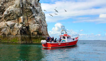 Dublin: Howth Coastal Boat Tour - Ireland’s Eye and its protected shoreline