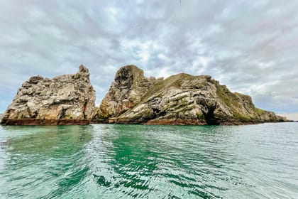 Dublin: Howth Coastal Boat Tour - How much wildlife will you see?