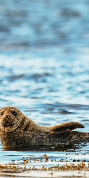 Dublin: Howth Coastal Boat Tour - Weather, comfort and what to bring