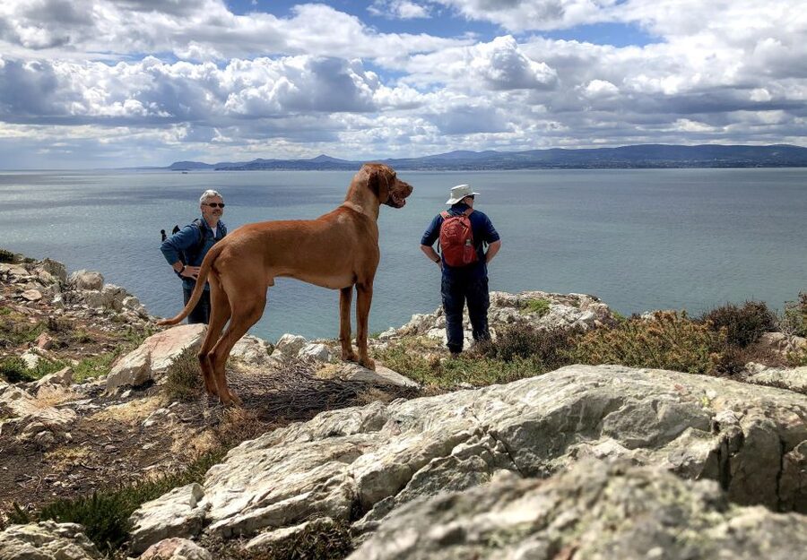 Dublin: Howth Coastal Hiking Tour - Why Howth makes such a good half-day escape from Dublin