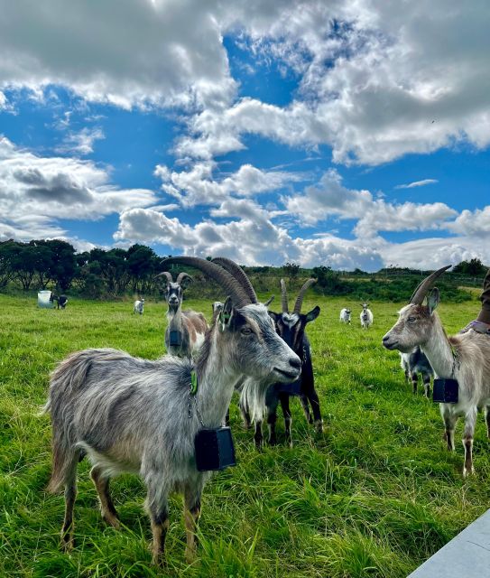 Dublin: Howth Safari Hiking Tour - What the guides add to the day