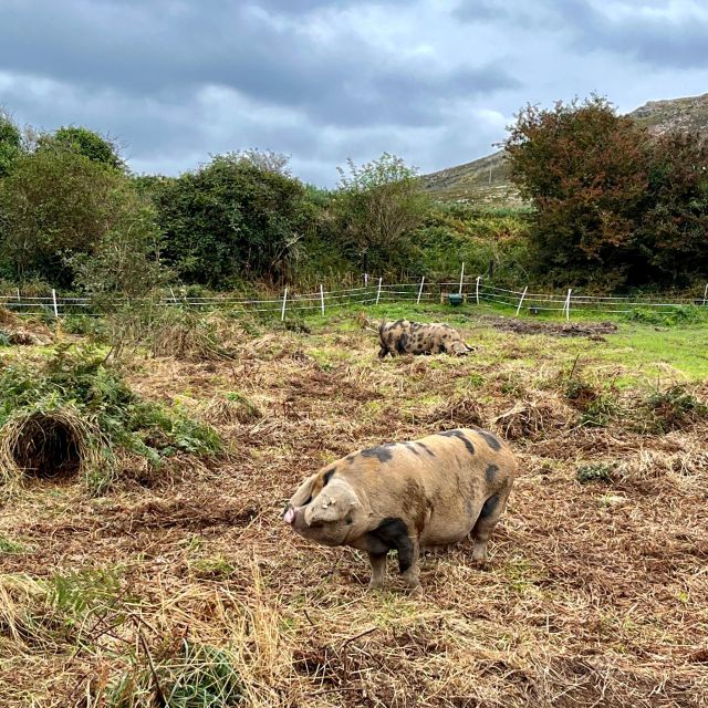 Dublin: Howth Safari Hiking Tour - Doldrum Beach and Jamesons Cove slow the pace