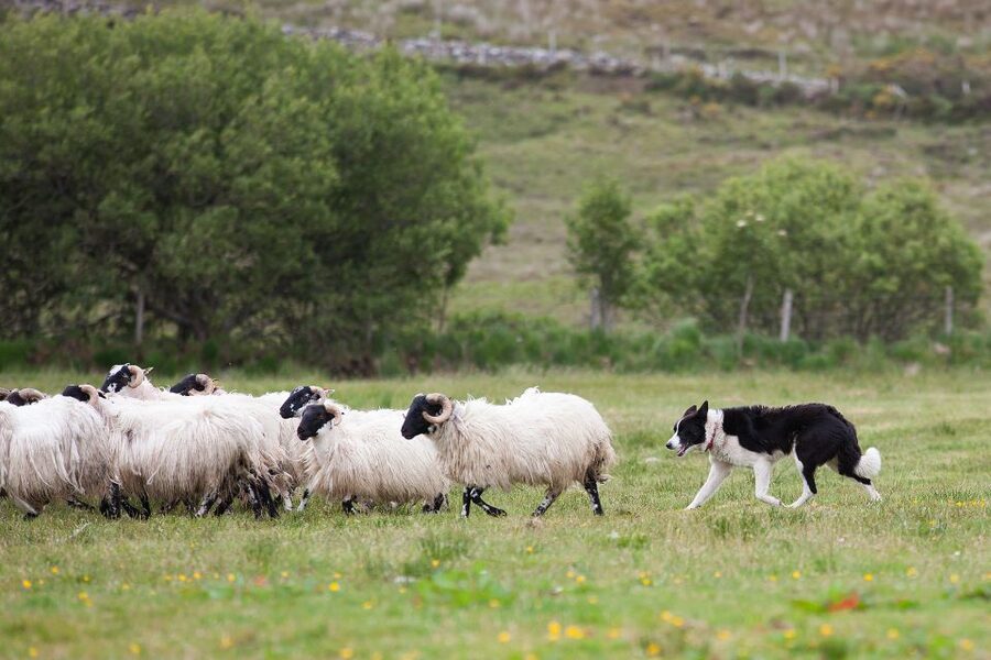 Dublin: Kilkenny, Wicklow & Glendalough Tour & Sheepdog Show - Glendalough: ruins, water, and a worthwhile walk