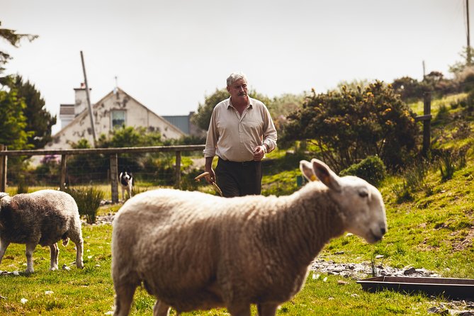 Dublin to South West 5 Day Small-Group Tour with Accommodation - Key points to know before booking