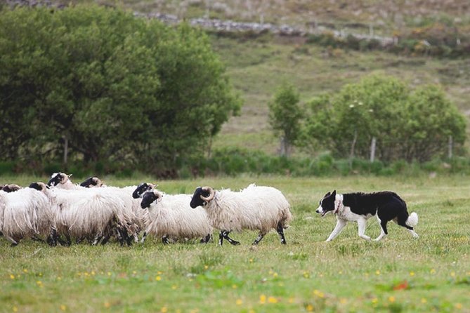 From Dublin: Wicklow, Glendalough, Waterfall & Sheepdog demo - Weather, walking, and practical comfort