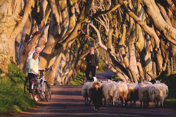 Giant's Causeway Day Tour from Dublin - Food, timing, and comfort on the road