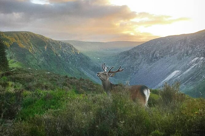 Glendalough Night Hike and History Tour - Why Glendalough works so well after sunset