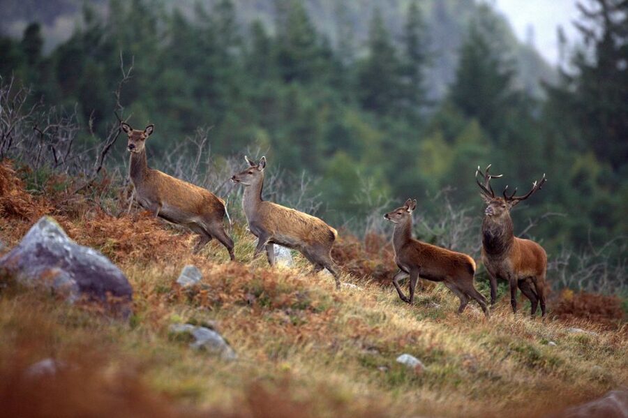 Ireland: 2 Day Wild Atlantic Way Tour - The long return through Adare