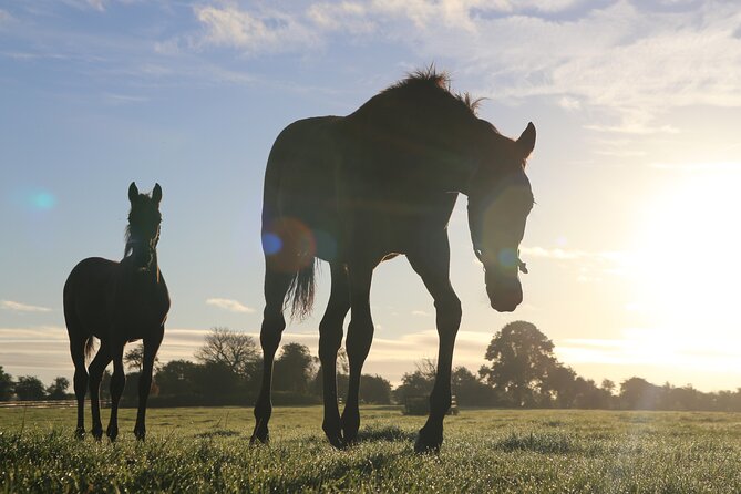 Irish National Stud & Gardens Skip the line Entrance - Key points to know before you go