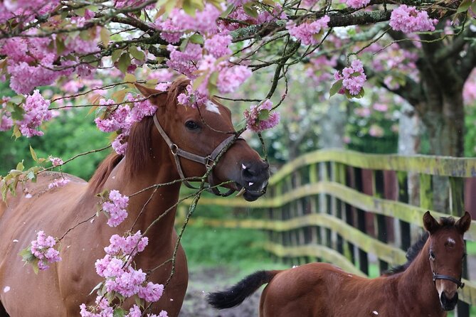 Irish National Stud & Gardens Skip the line Entrance - The Irish Racehorse Experience puts racing in context