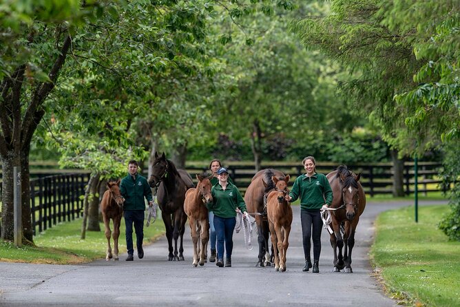 Irish National Stud & Gardens Skip the line Entrance - How much time should you allow?