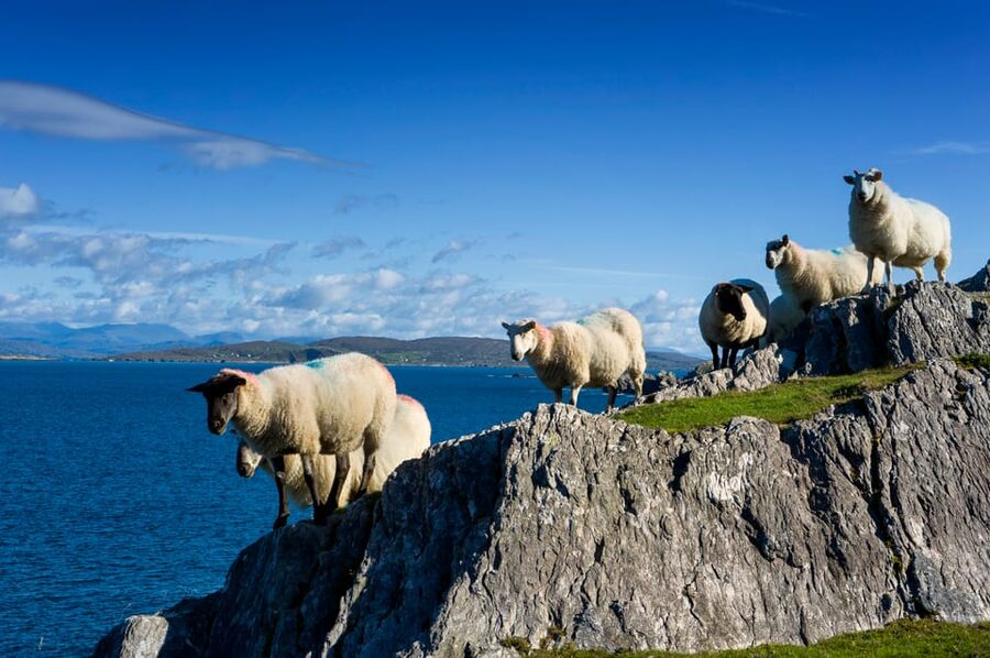 Private Wild Atlantic Day Tour from Cork - Kinsale and Clonakilty for a gentler coastal route